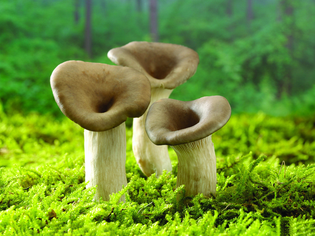 双孢菇提取物厂家 双孢菇提取物 批发价格