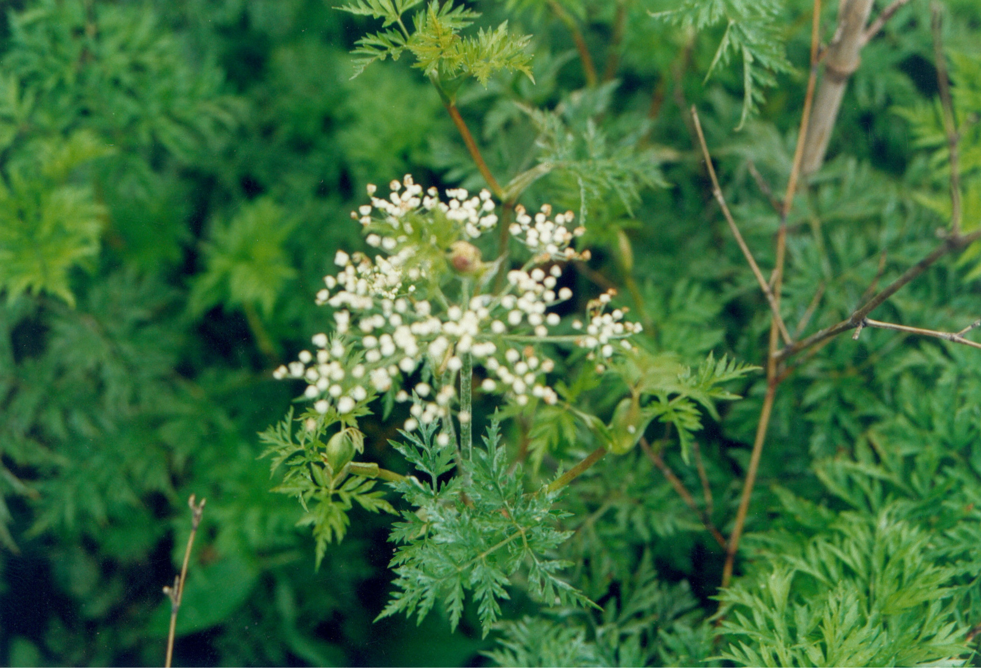 川芎提取物川芎 植物提取浓缩萃取原料20:1质量保证现货供