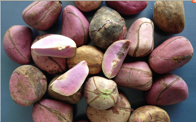 可乐果 bitter kola,brachstegia eurycoma seeds,picraliam