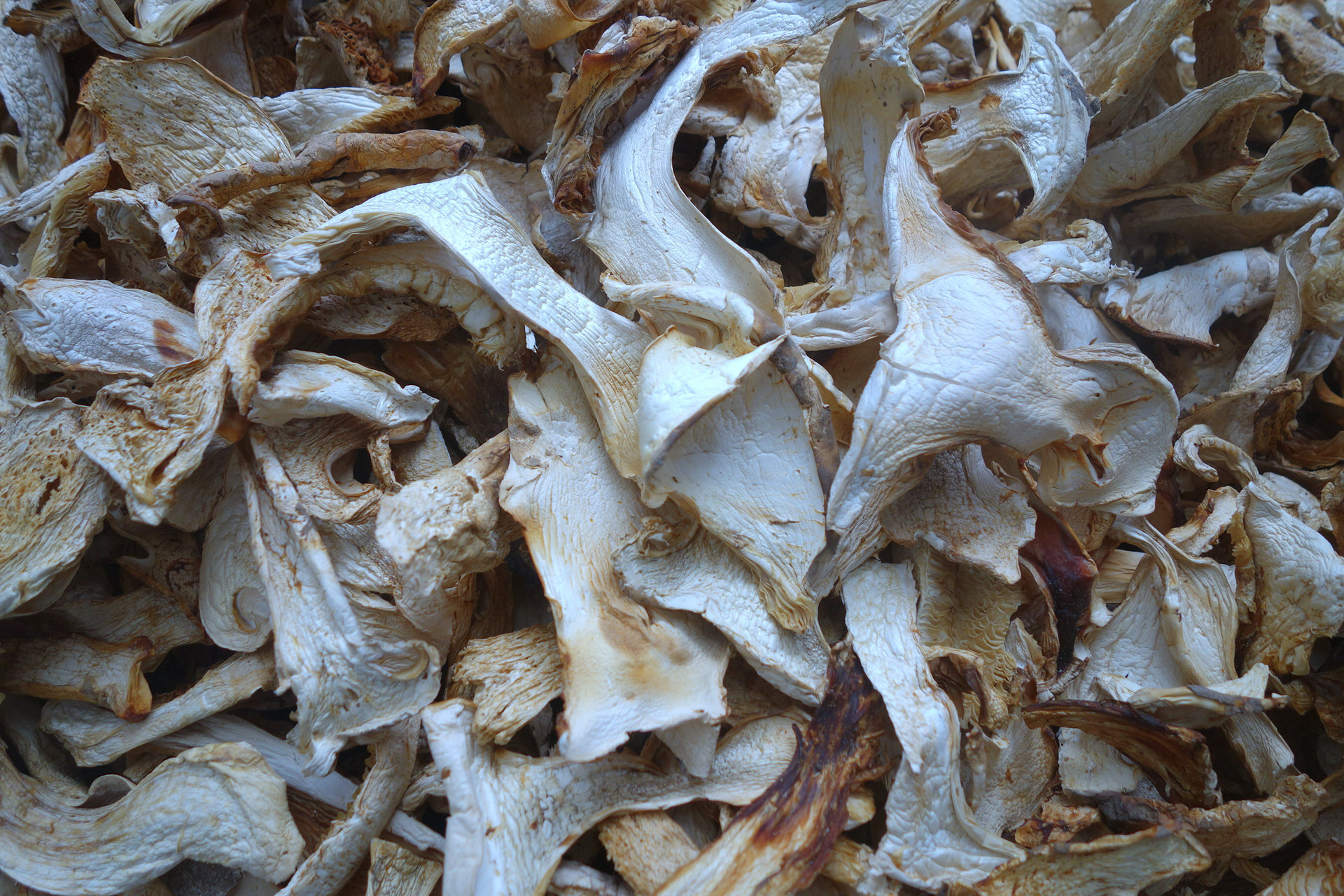 老人头 野生菌 老人头干片 野生食用菌