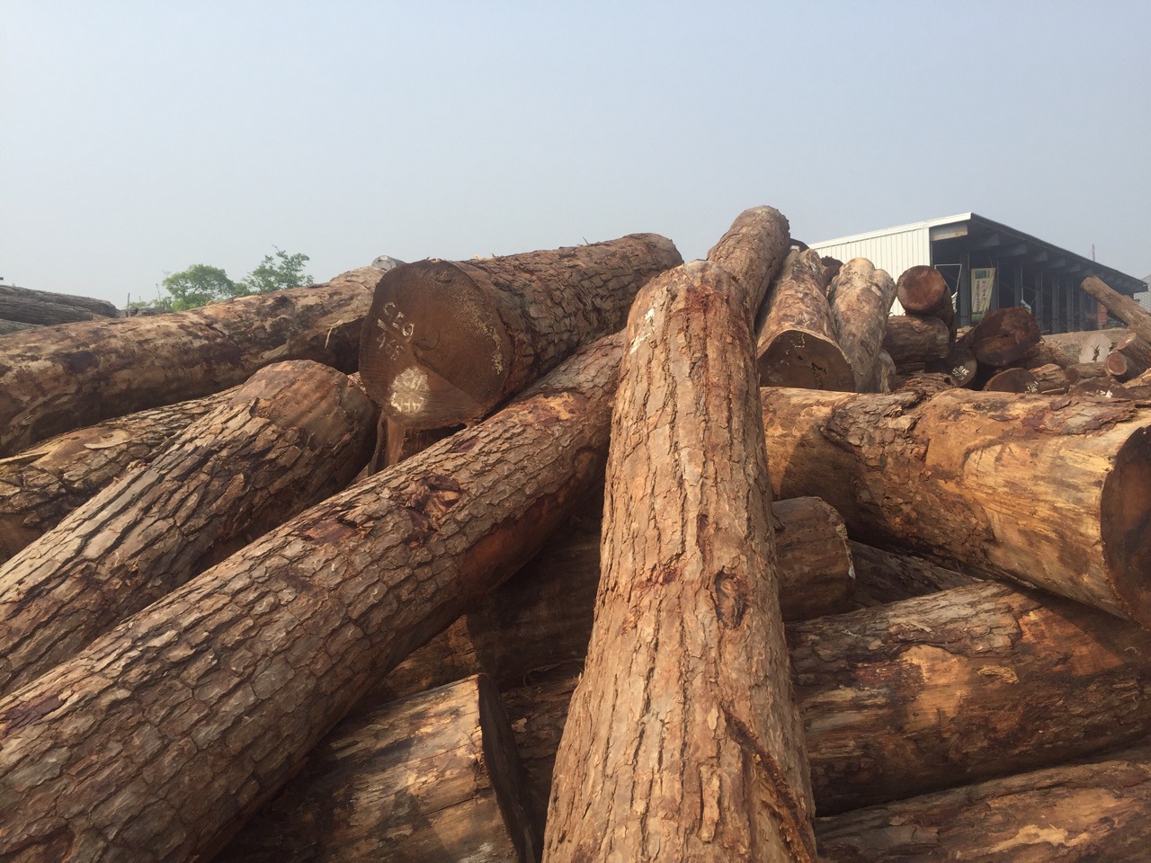 张家港原木 莫桑比克 高棉 乌木 现货供应 价格优惠