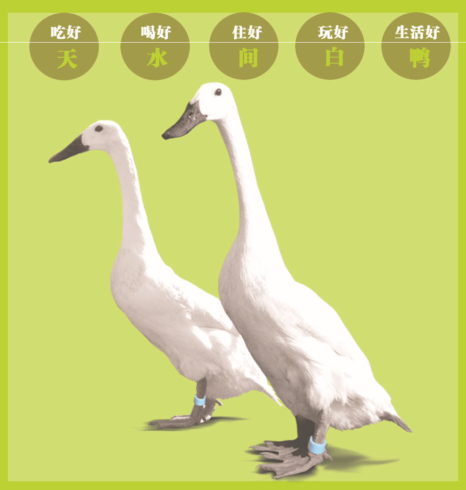 连城白鸭连城白鹜鸭一年300日龄原生态养殖谷物喂养