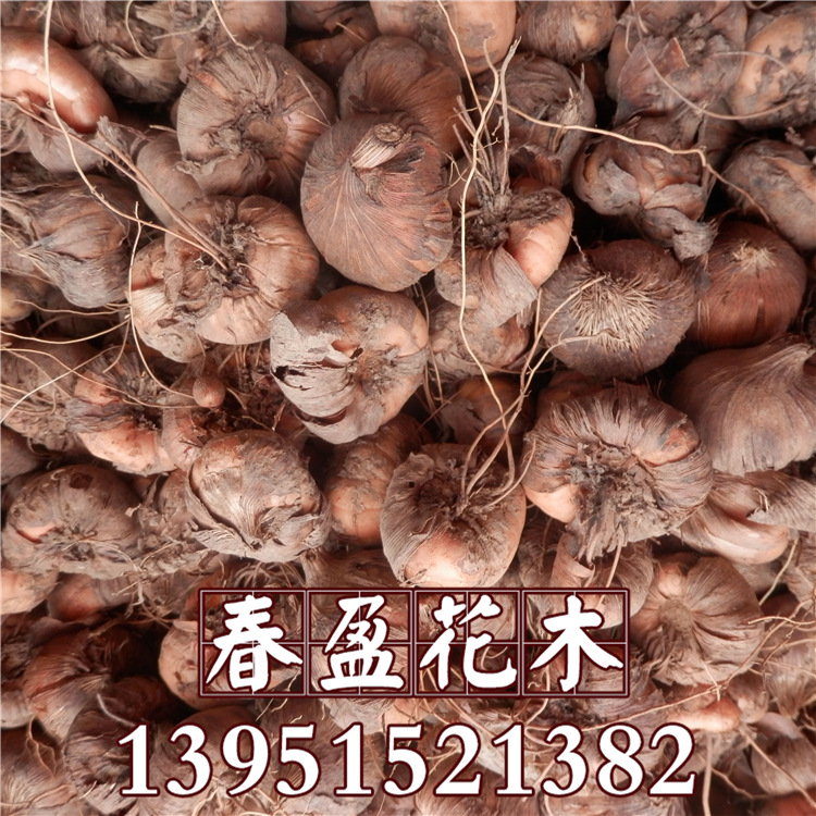 优质的多色种球 剑兰植物花卉 唐菖蒲 可水培土栽 剑兰种球价