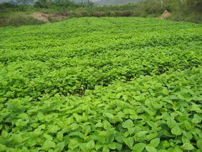 桑树苗 桑椹果桑树苗 桑果果桑葚树苗云桑一号大十 桑树苗批发 - 苗木