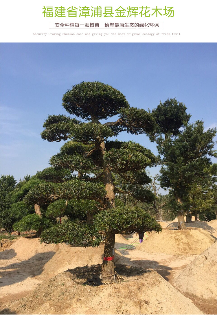 罗汉松 乔木 中大型庭院景观造型树 价格5000元