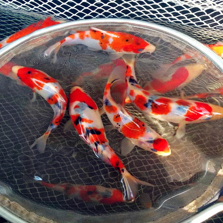 【精选】大正三色锦鲤 15cm纯大正三色三选三色锦鲤苗活体批发