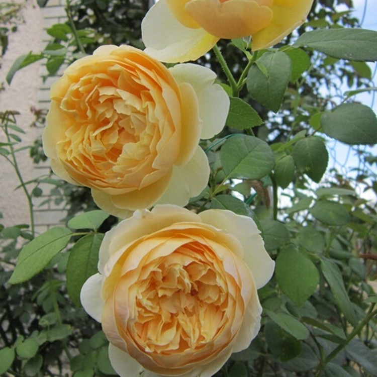 庭院攀援花卉 欧月季格雷厄姆 托马斯 月季花苗  欧洲月季花