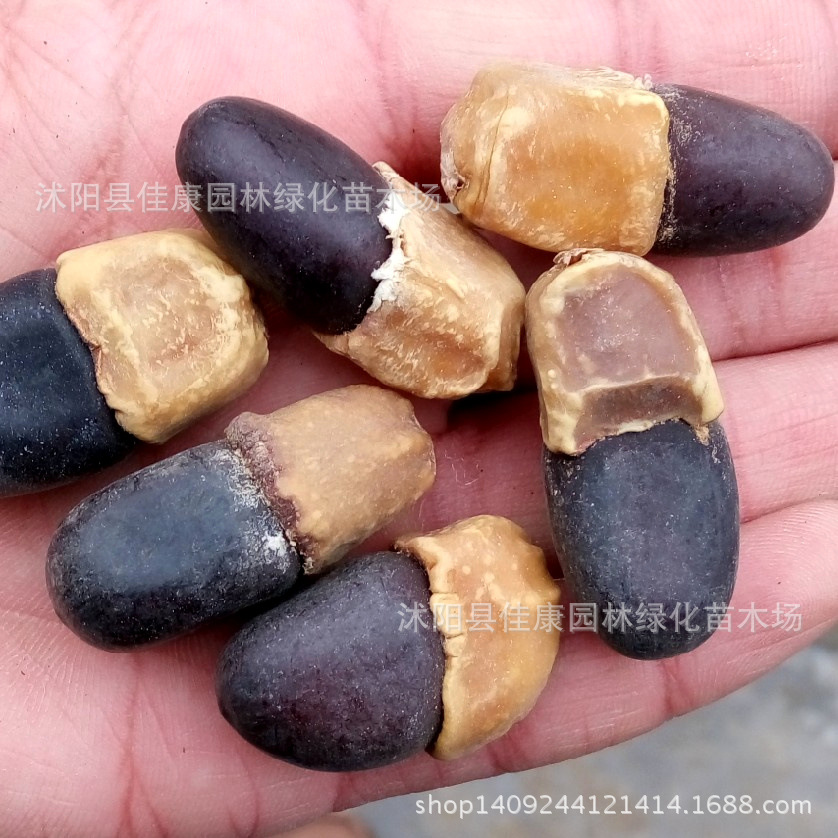 林木种子新采印度菩提树种子思维树缅茄种子珍惜树佛教平安树