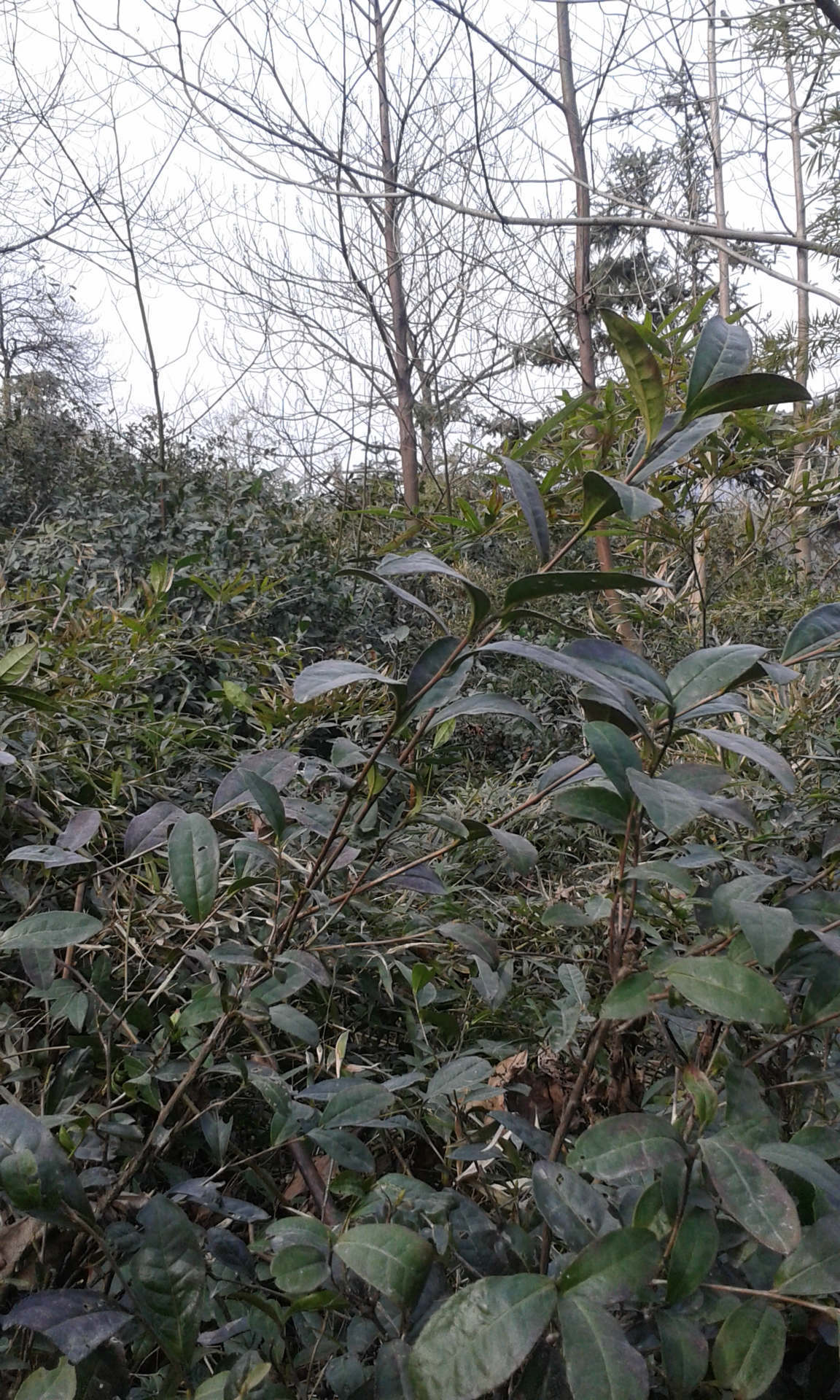 年货高山野茶 散装有机新茶 特级耐泡茶绿茶茶叶批发