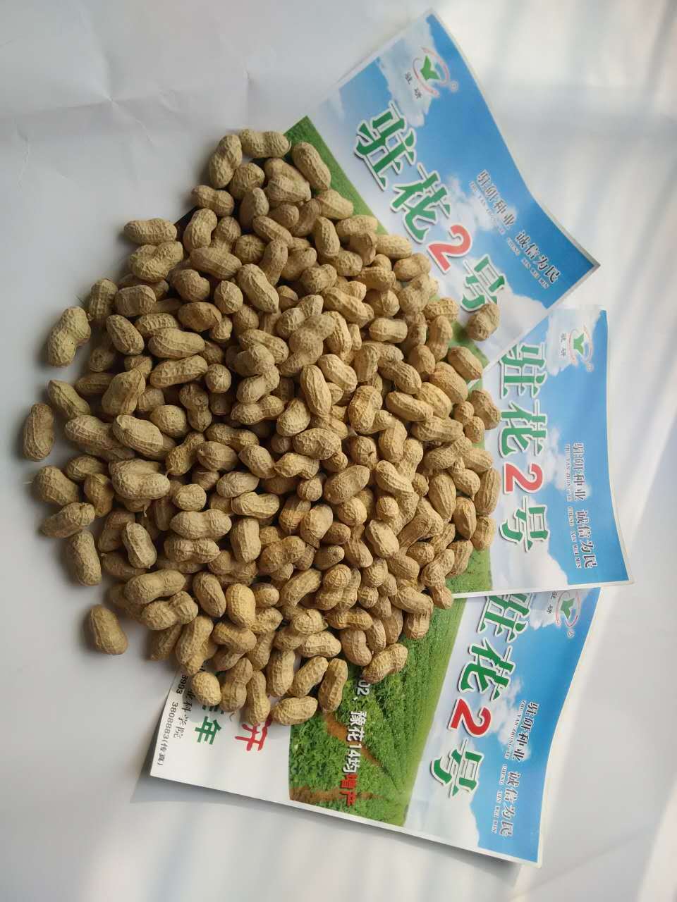 专业批发 花生种 出芽高个大饱满 驻花2号优质花生种子