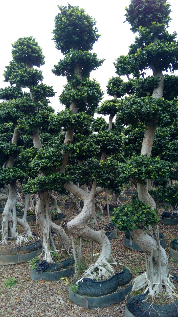 精品小叶榕桩头,造型细叶榕,树桩榕树,景观绿化榕树批发价格