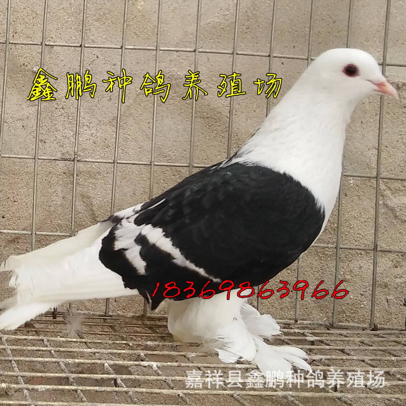 山东黑色彩背鸽子,红色彩背鸽子,瓦灰色彩背鸽子价格图片