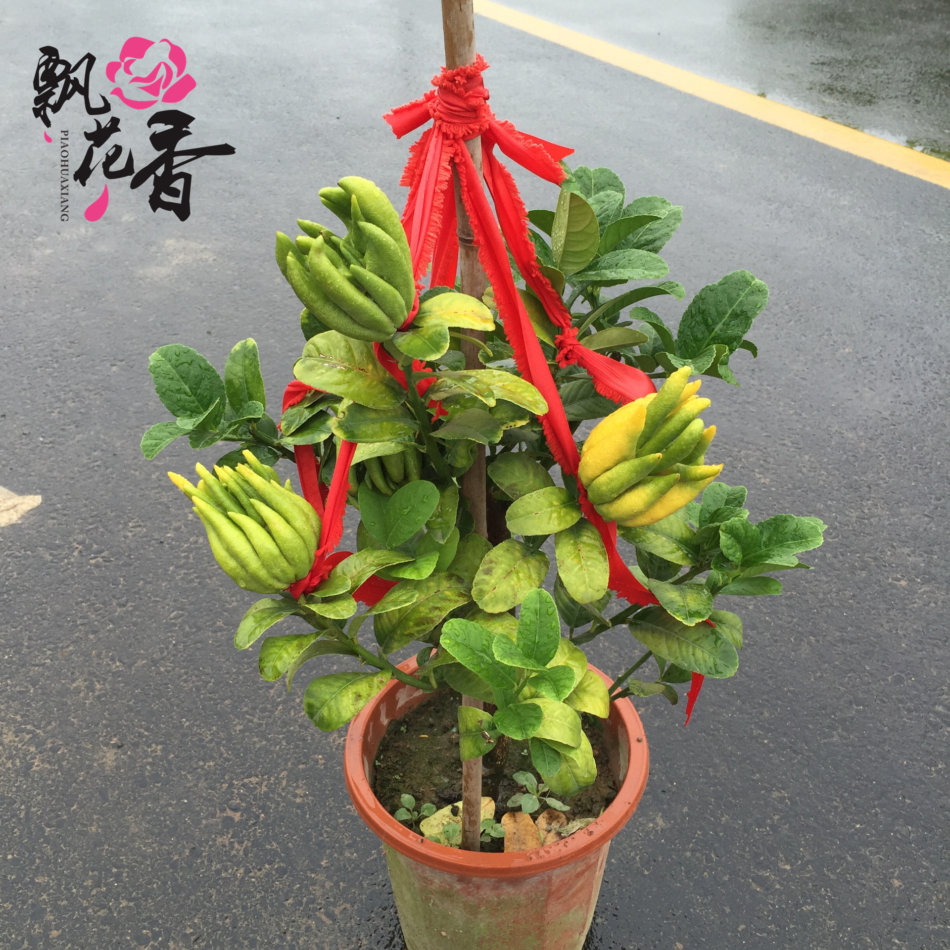 批发佛手果盆景 大金佛手盆栽创意植物佛手苗 观果植物