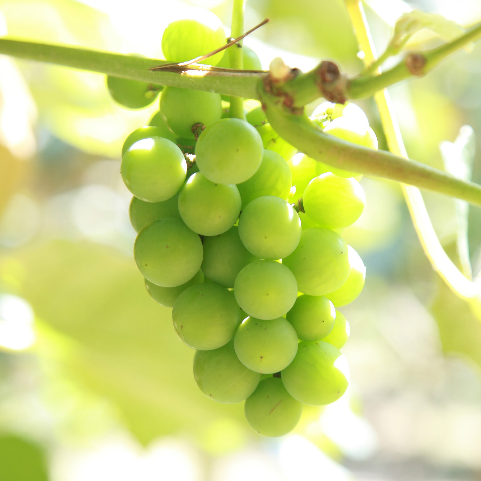 提子 葡萄园有机种植绿色无公害新鲜蔬果关口白葡萄欢迎自架采摘