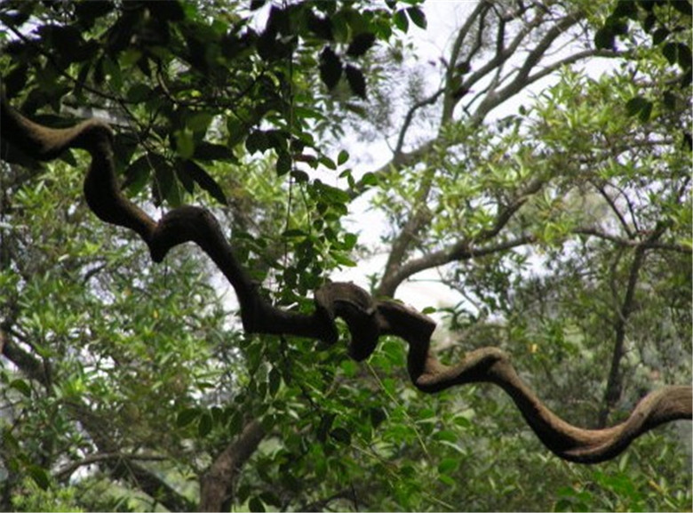 过江龙藤山藤灵芝藤软装造型藤 虫鸟栖息 枯藤 树藤 造型藤