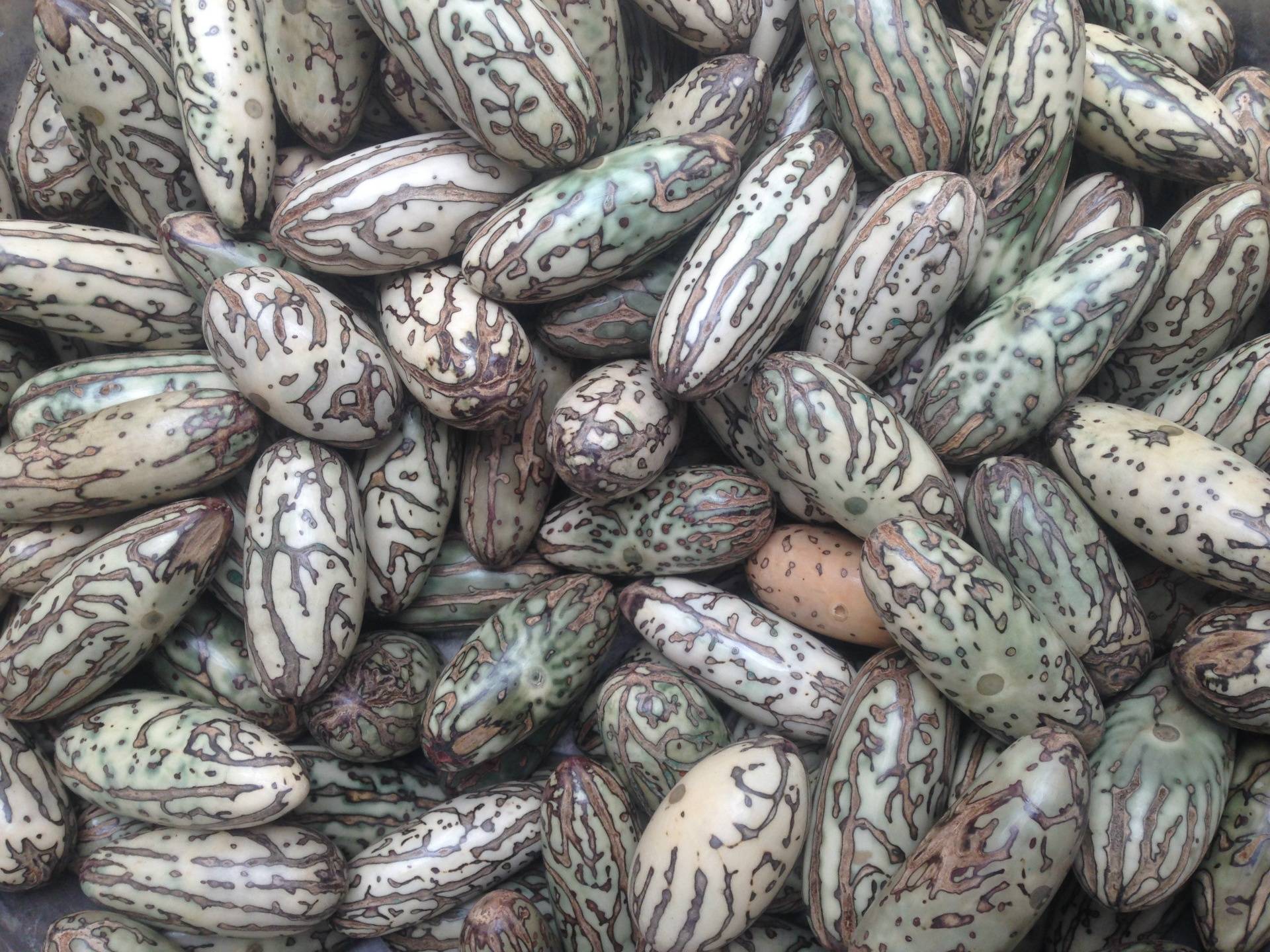 千眼菩提子成品果 抛光籽 原色干抛光 来料代加工千眼菩提 钥匙扣