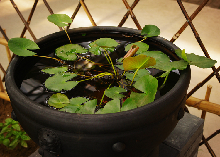 睡莲 迷你睡莲根块 水培植物 水生根块 多个品种 包成活