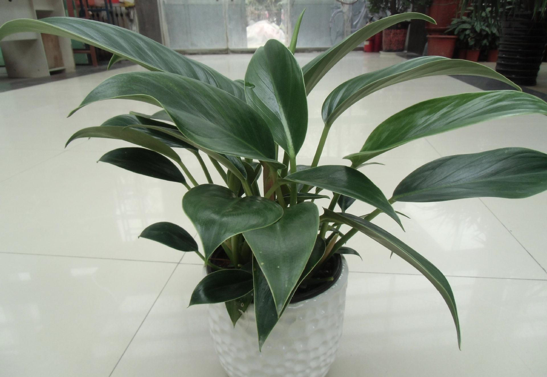 小金钻绿绒土培水培绿植净化空气室内绿色植物创意花卉盆栽