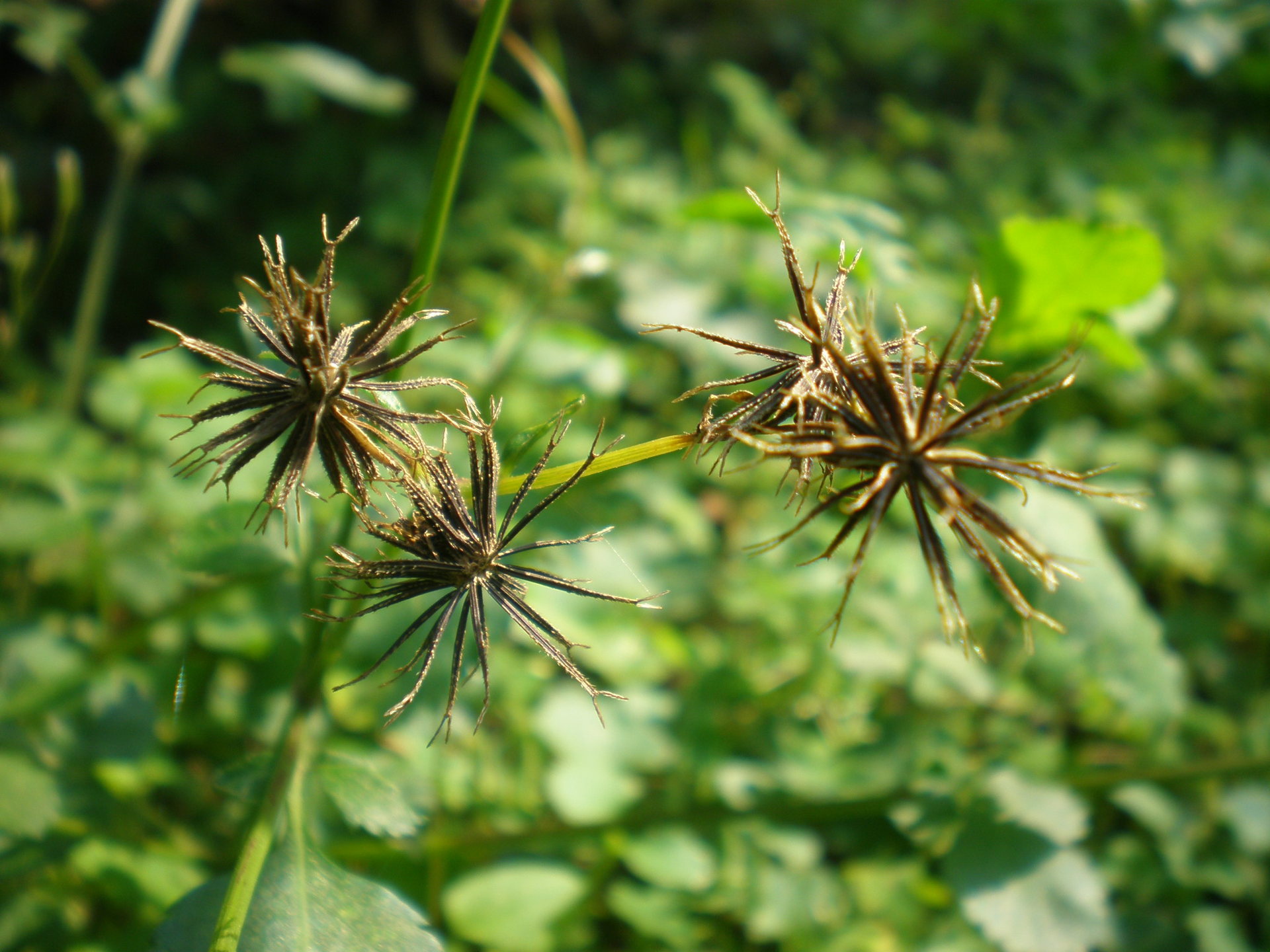 鬼针草 中药材 粘人 粘连子 一把针 粘身 盲肠草 中草药