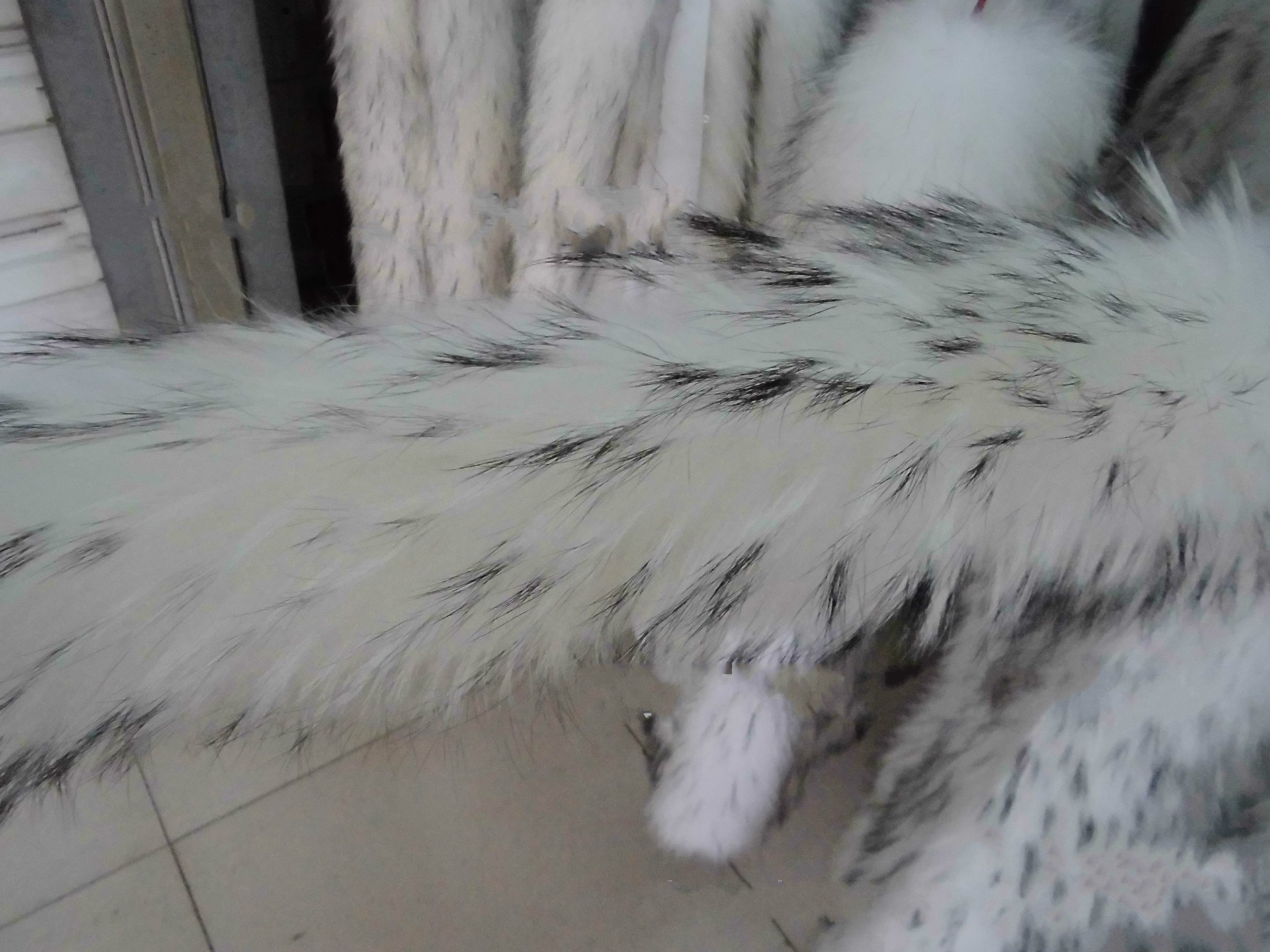 【河北厂家供应】羽绒服专用白貉子毛条 貉子帽条 貉子拼皮毛条