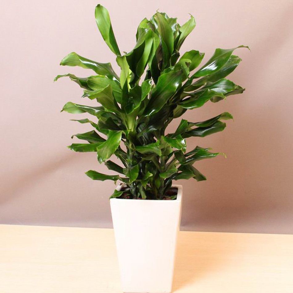 基地批发室内绿植盆栽 金螺纹铁盆栽 净化空气 观叶植物 吸收甲醛