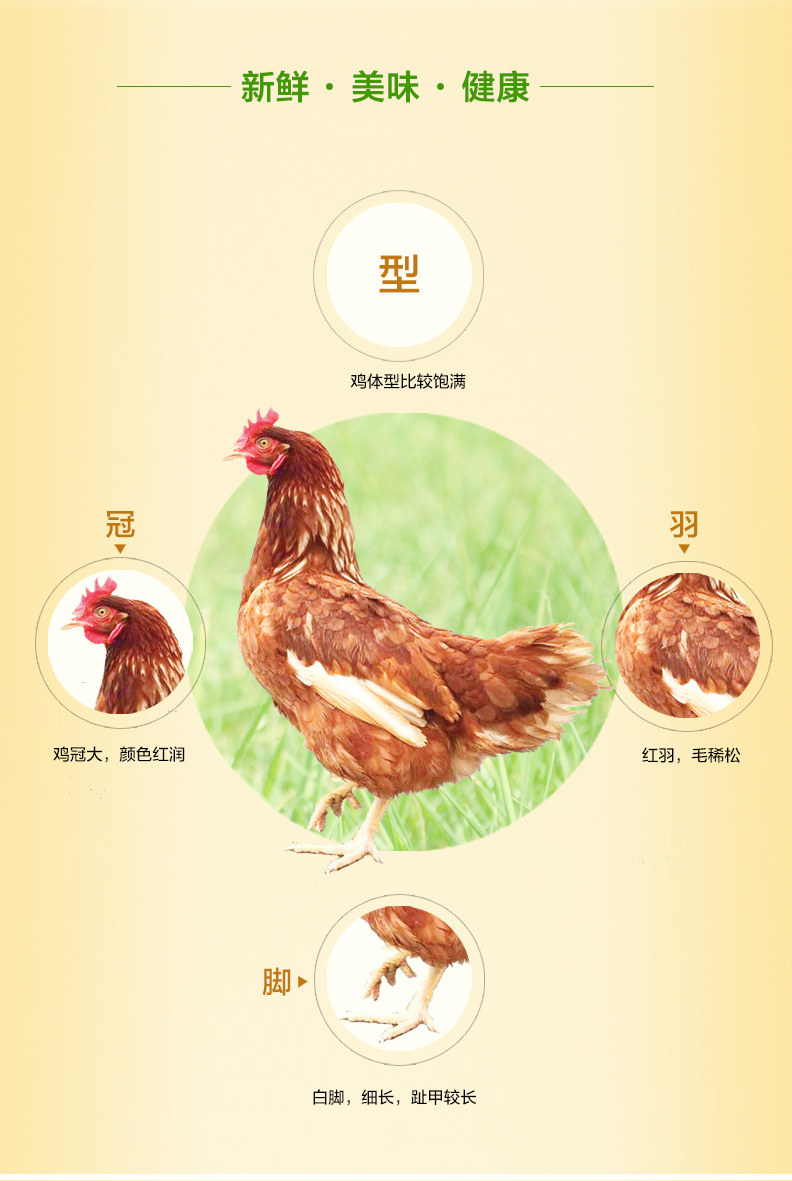 立华食品 老母鸡老蛋鸡月子鸡农户自养日龄500天以上冰鲜冷冻