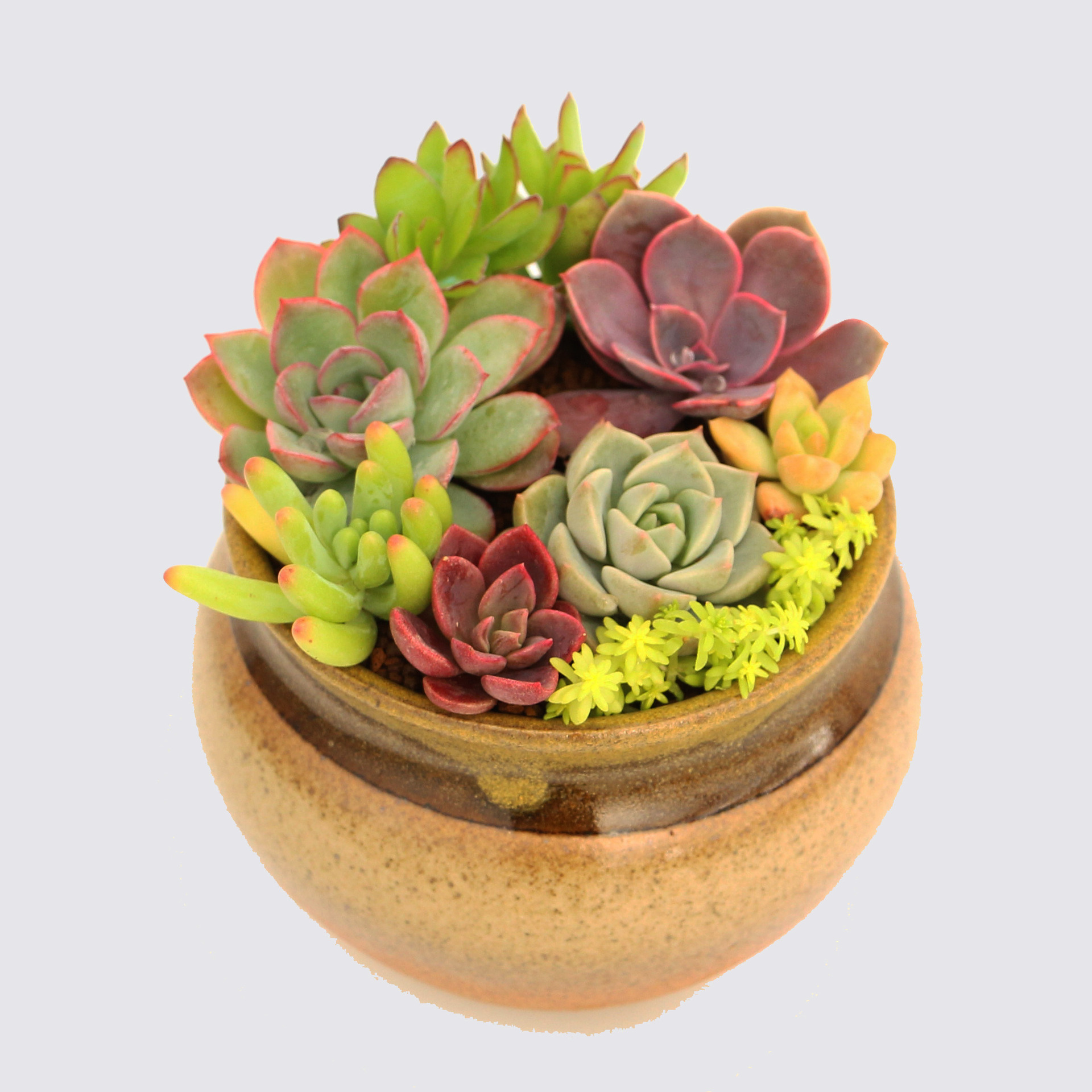 多肉植物组合绿植花卉盆栽批发 办公室摆件防辐射桌面萌宠2号