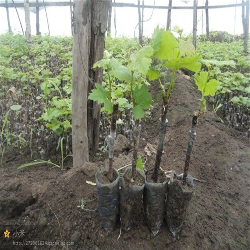 树葡萄种苗图片