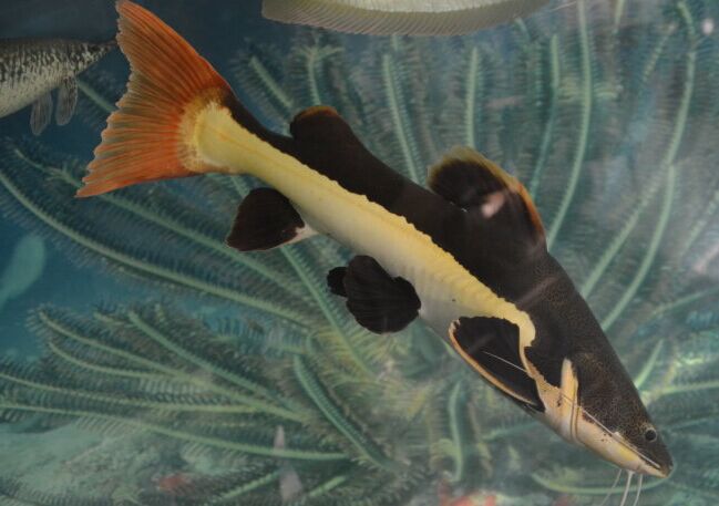 招财猫鱼 红尾鲶鱼 亚马逊鲶鱼 大嘴鲶鱼 大型鱼 热带观赏鱼批发