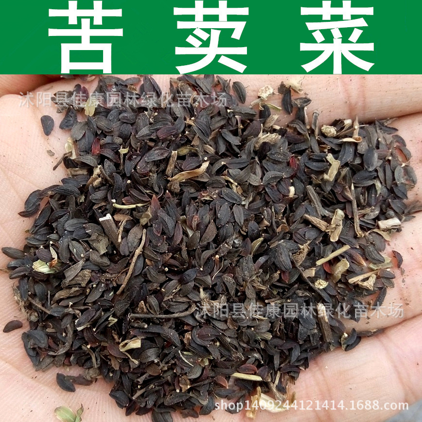 牧草种子苦麦菜种子苦卖菜种子苦买菜苦荬菜种子1件1斤