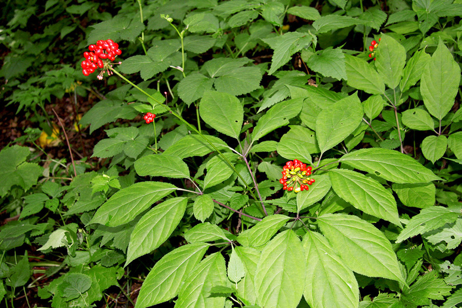 东北特产长白山林下参13年根厂家直销