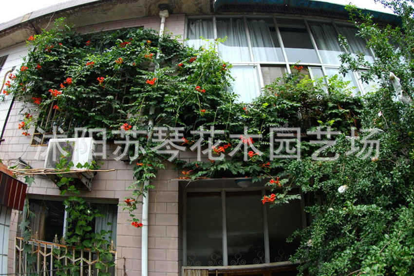 【重庆花木】_重庆花木厂家_重庆花木批发市场