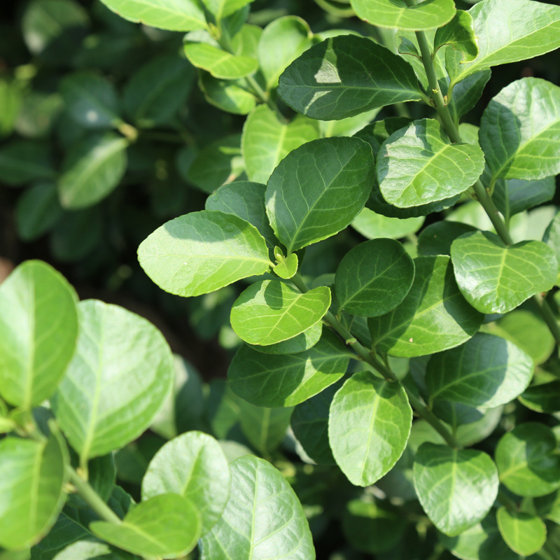 大小叶扶芳藤 卫矛球价格 基地销售园林绿化花卉扶芳藤球-阿里巴巴