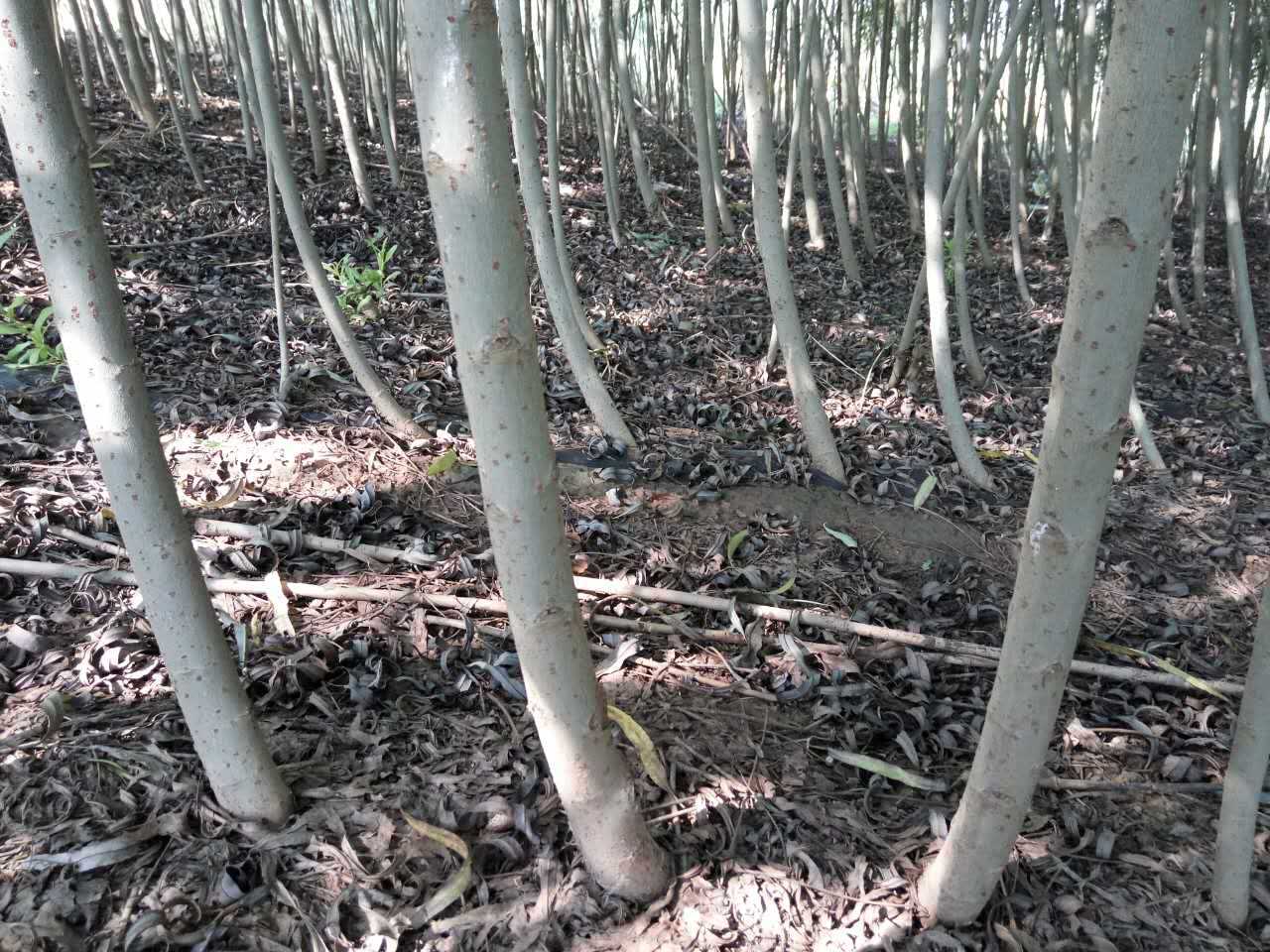 供应绿化树观赏树沙柳柳树成品半成品苗木树苗