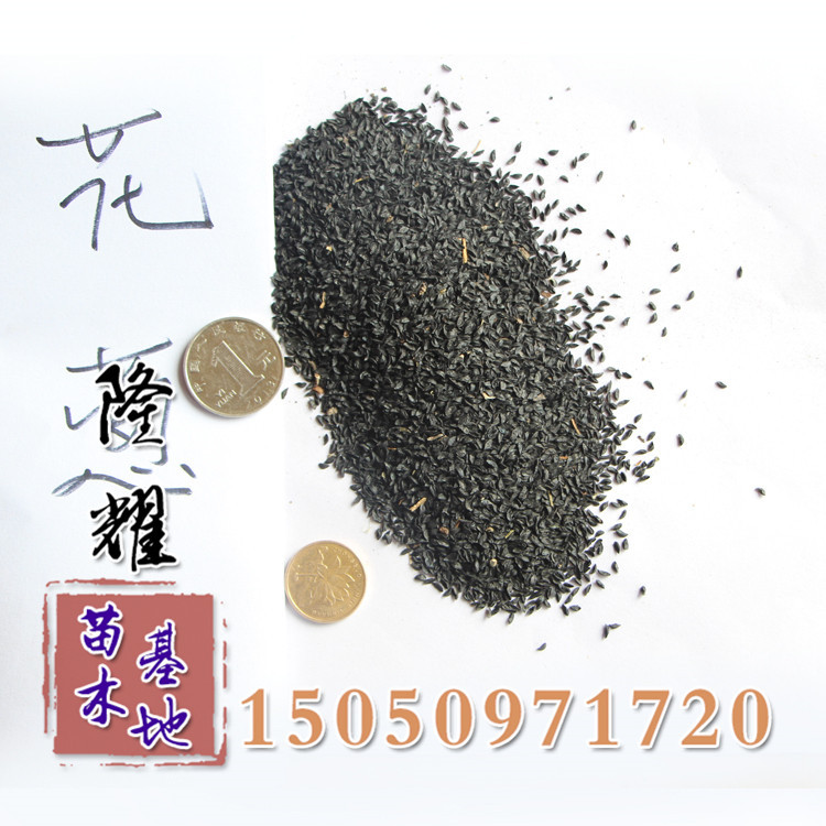 公司草花种子景观绿化种子优质花葱种子花葱新种子