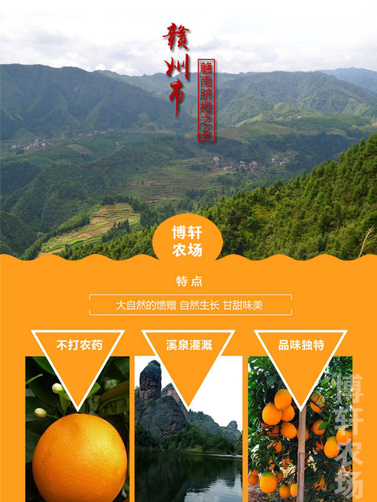 【一件代发】赣南脐橙 橙子现摘现发鲜甜多汁橙精品10斤果园直供