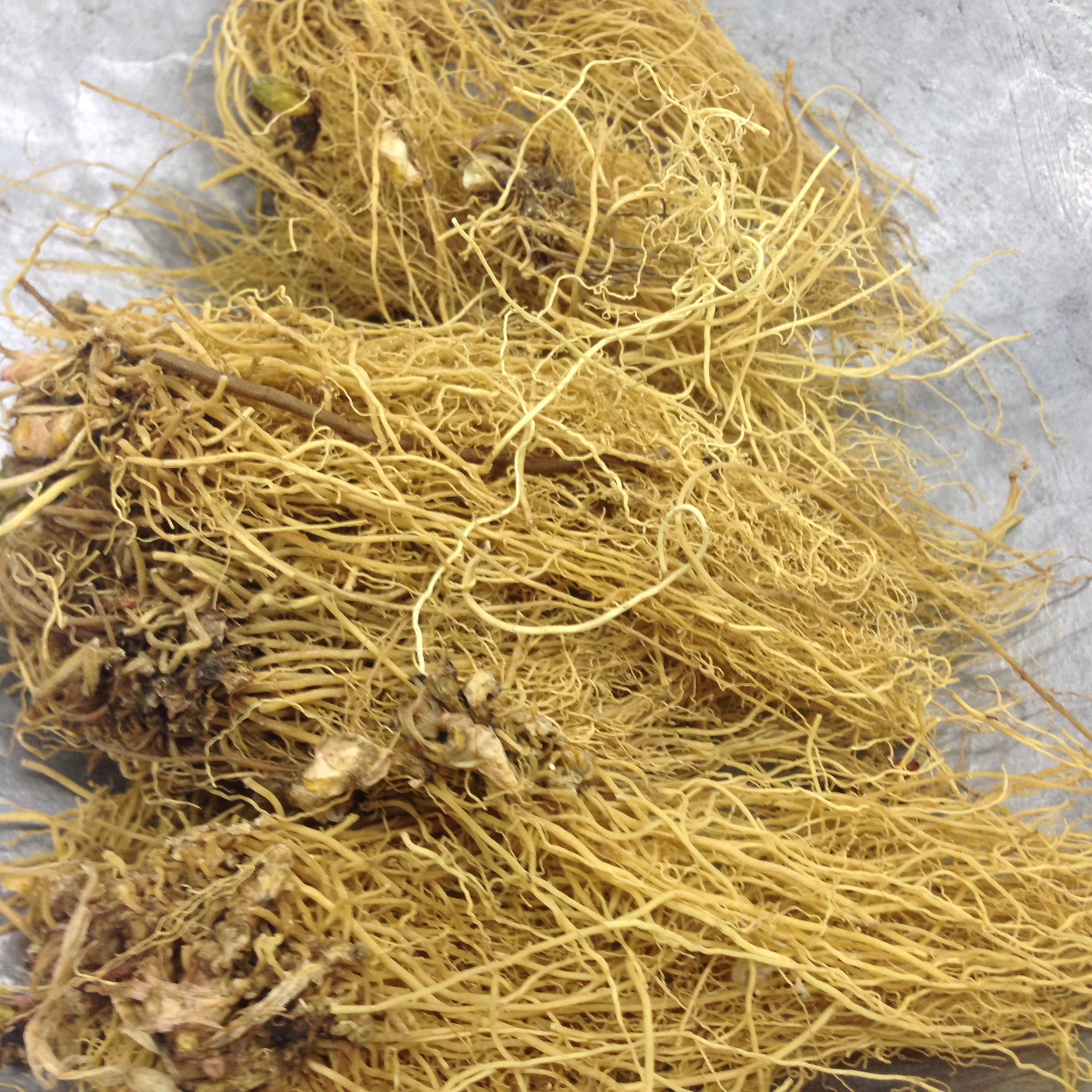 批发供应中药材细辛 精选东北辽细辛 无硫净根细辛个子 无叶