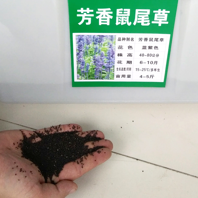 芳香鼠尾草种子 四季易种花 彩包种子 多年生阳台庭院种植