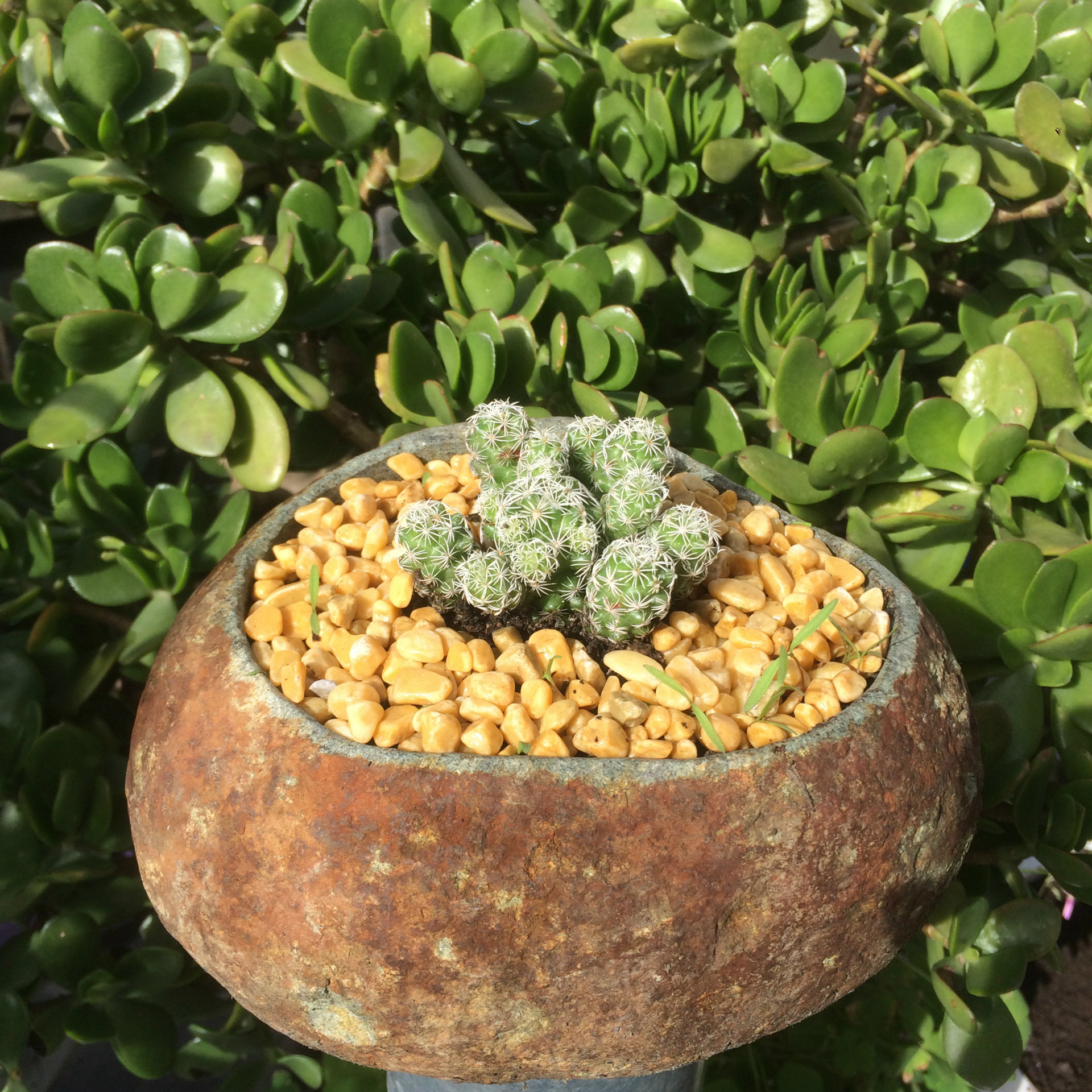 天然鹅卵石锈石花盆多肉小盆栽厂家直销订购