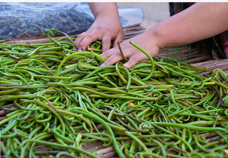 龙头菜猫爪野生新鲜保鲜蕨菜龙爪菜袋装拳头