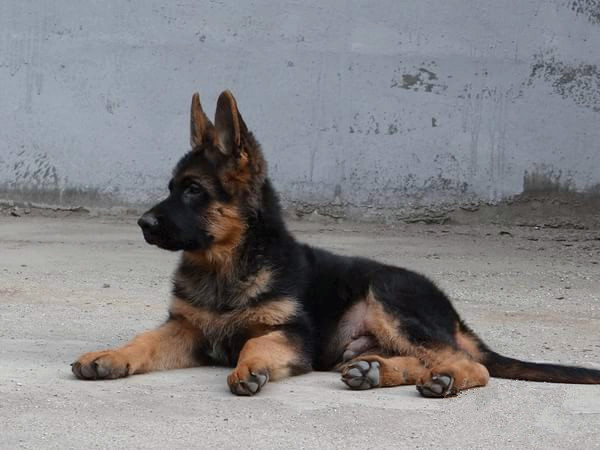 精品德国牧羊犬保纯保健康,出售弓背幼犬 帅气大头德牧幼犬