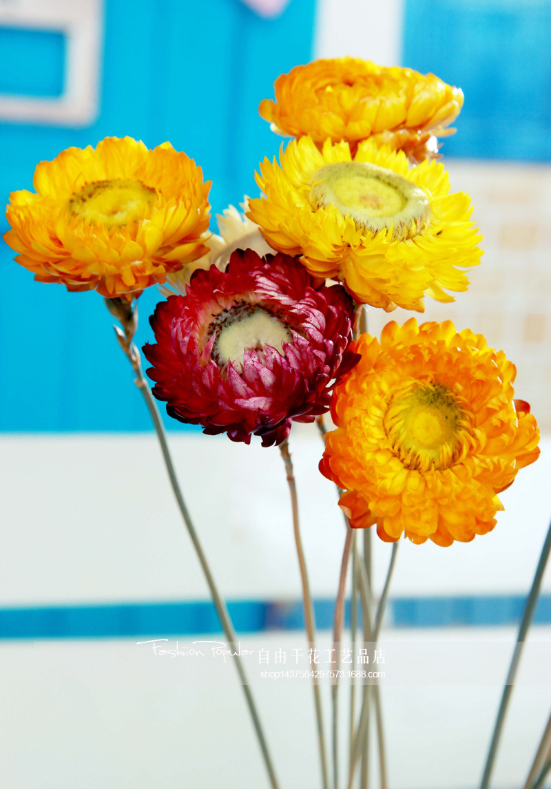 【麦秆菊】七彩菊原生态自然家居摆设艺术干花干草拍摄道具小菊.