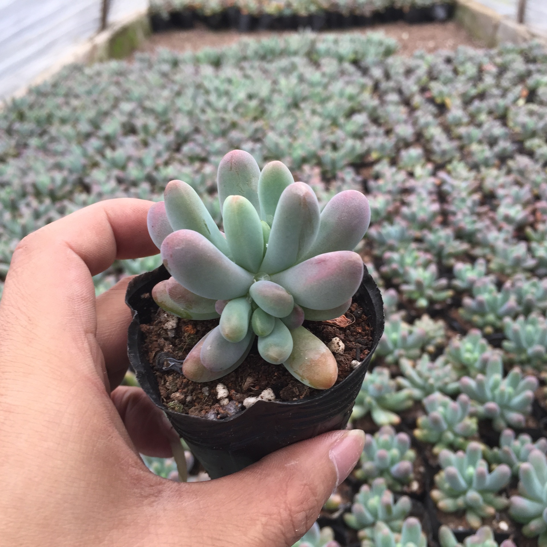 多肉植物乙女心千八代多肉植物批漳州多肉植物批发特价