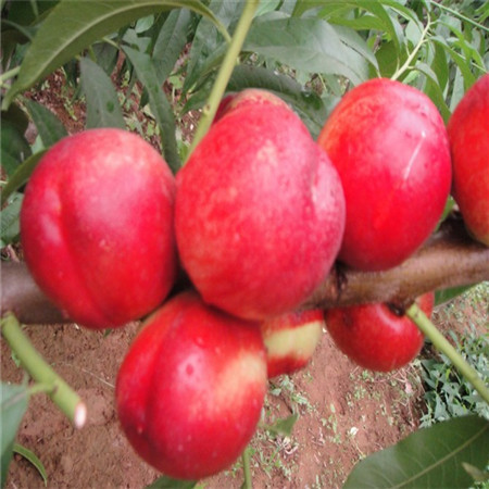 中油十六号桃树苗 大果型油桃 硬度大 很丰产 入大棚表现