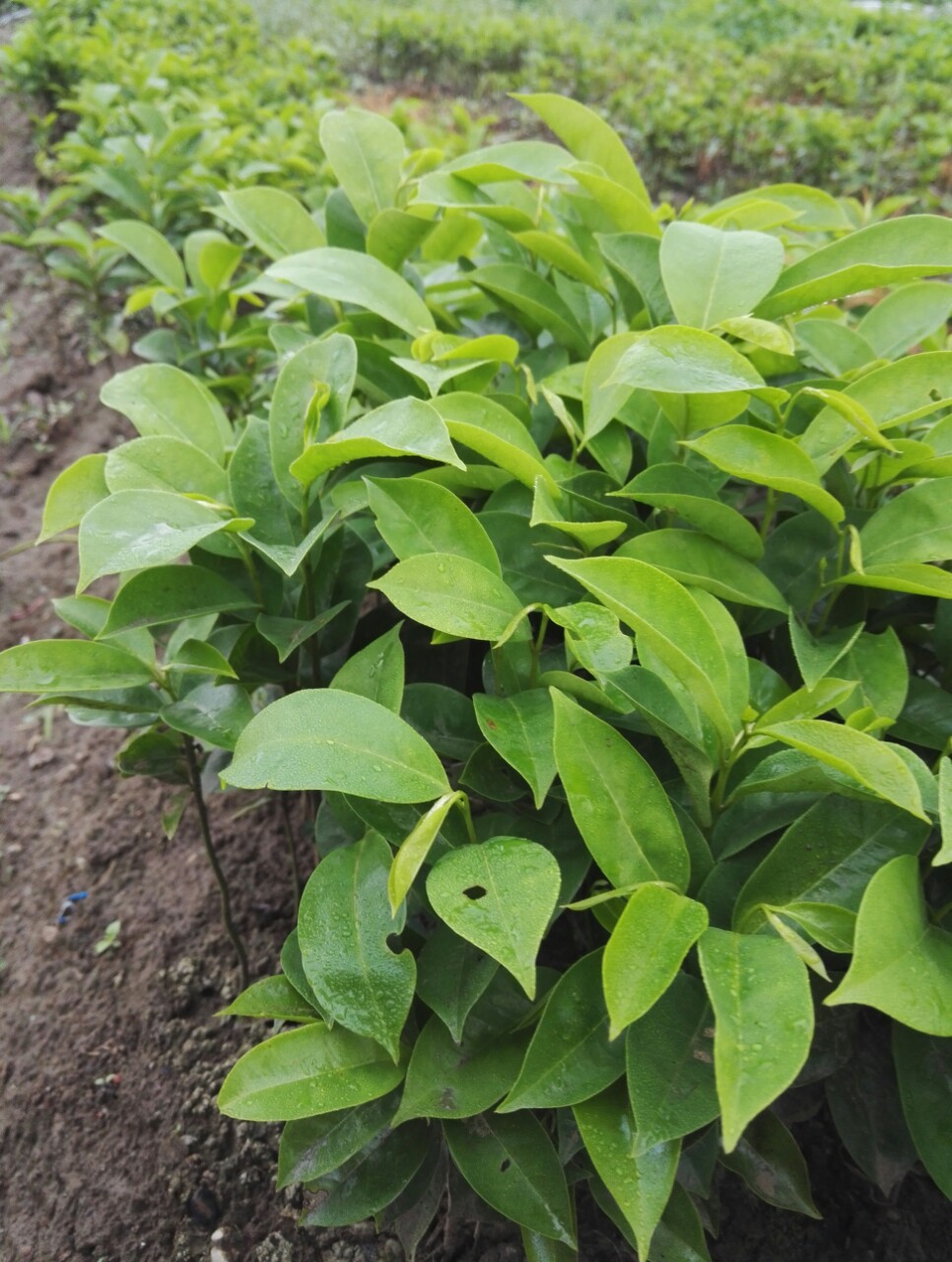 优质刺果番荔枝苗高度20公分