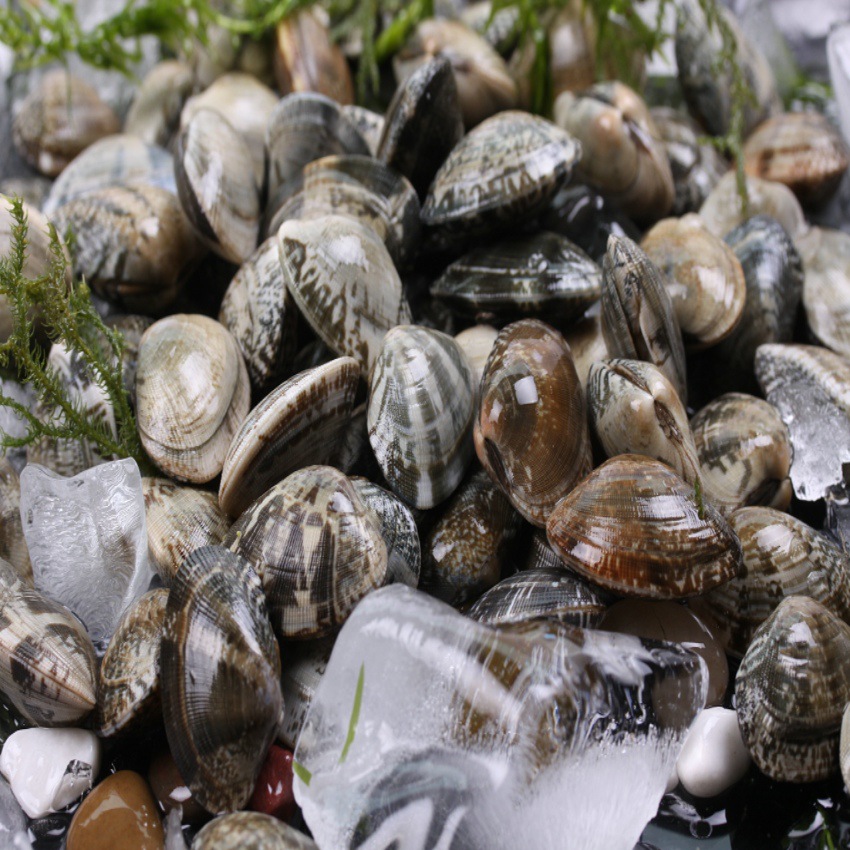 厂家批发真空冻煮即食丹东特产杂色蛤花蛤黑蛤蜊冷冻海鲜500克/袋