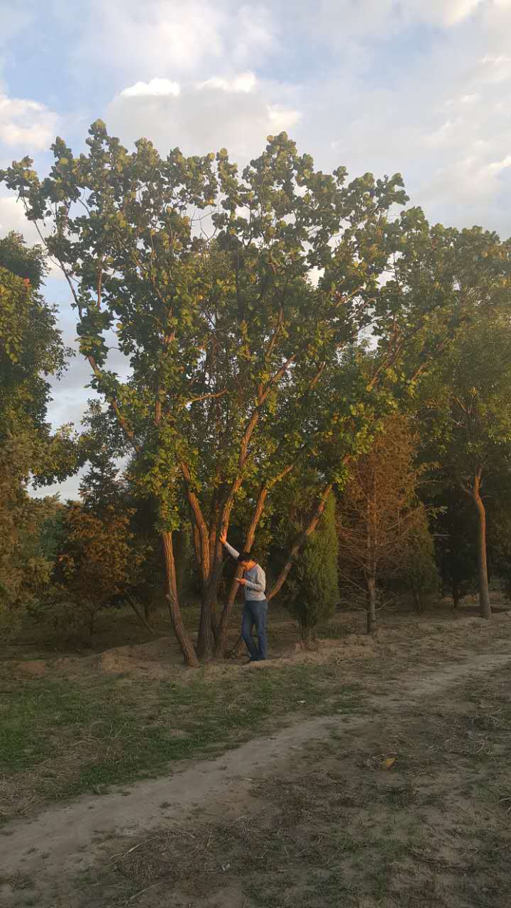 丛生蒙古栎 - 苗木批发交易网