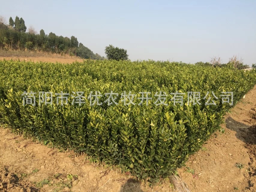 重庆柑橘苗_重庆柑橘苗供应商_重庆柑橘苗批发市场
