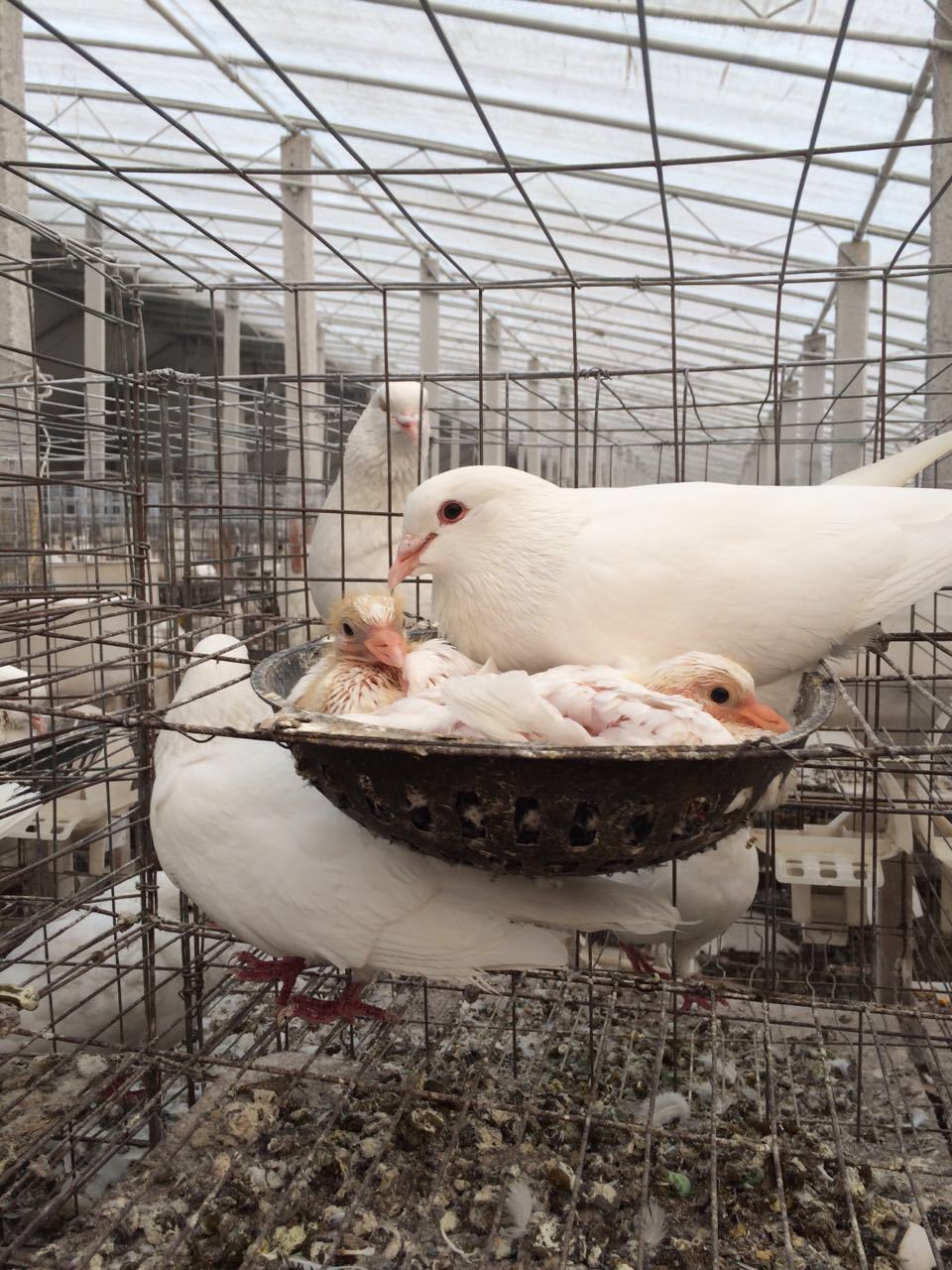 供应潍坊养殖鸽子 食用鸽子 农家散养鸽子 肉鸽养殖