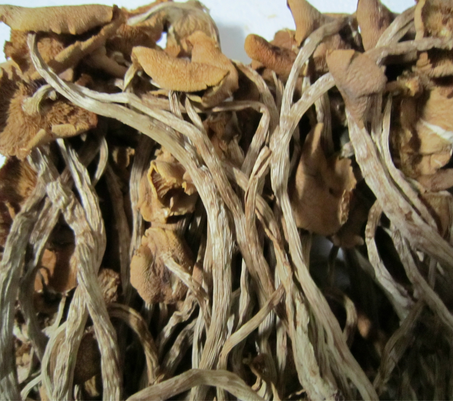 土特产古田食用菌开伞特级茶树菇批发 10斤批发商批发食品店